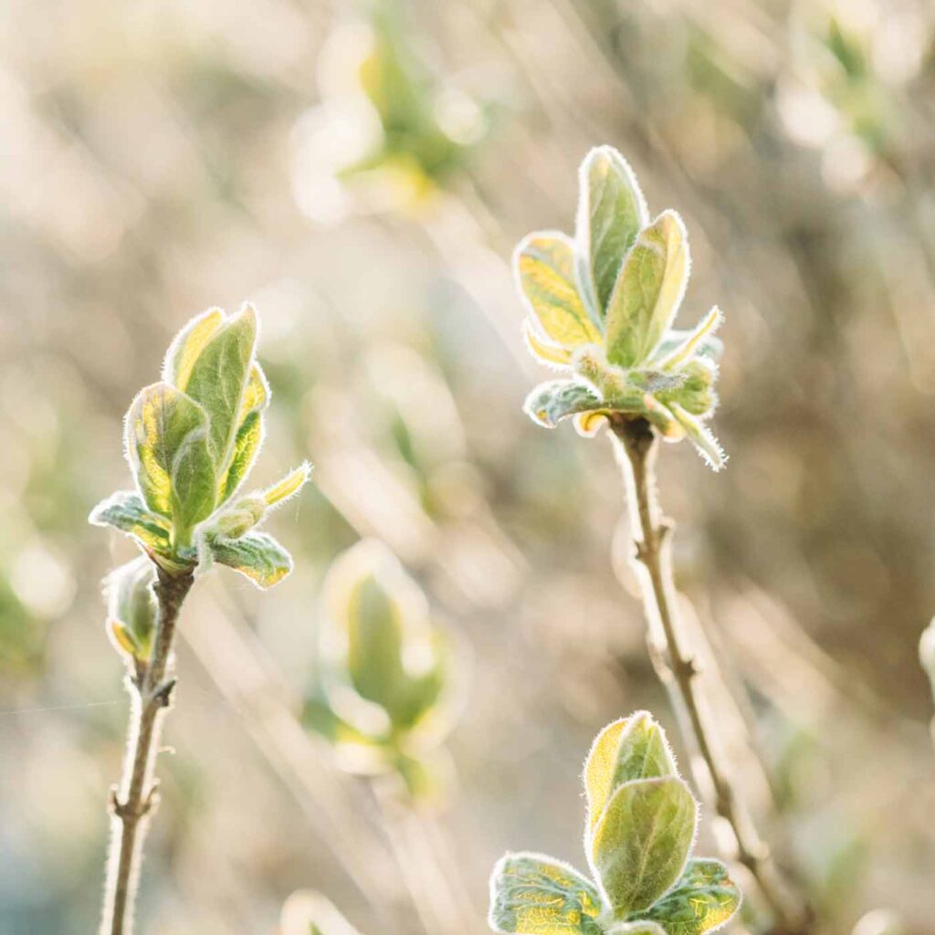 Episode 19: You Don’t Have to Be Fully Healed to Be a Healer: Releasing Perfectionism on the Healing Path Episode 19: You Don’t Have to Be Fully Healed to Be a Healer: Releasing Perfectionism on the Healing Path